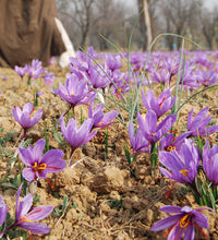 Pure Kashmiri Saffron (Kesar) - astore.in